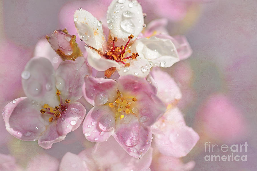 Springtime Pink by Kaye Menner Photograph by Kaye Menner