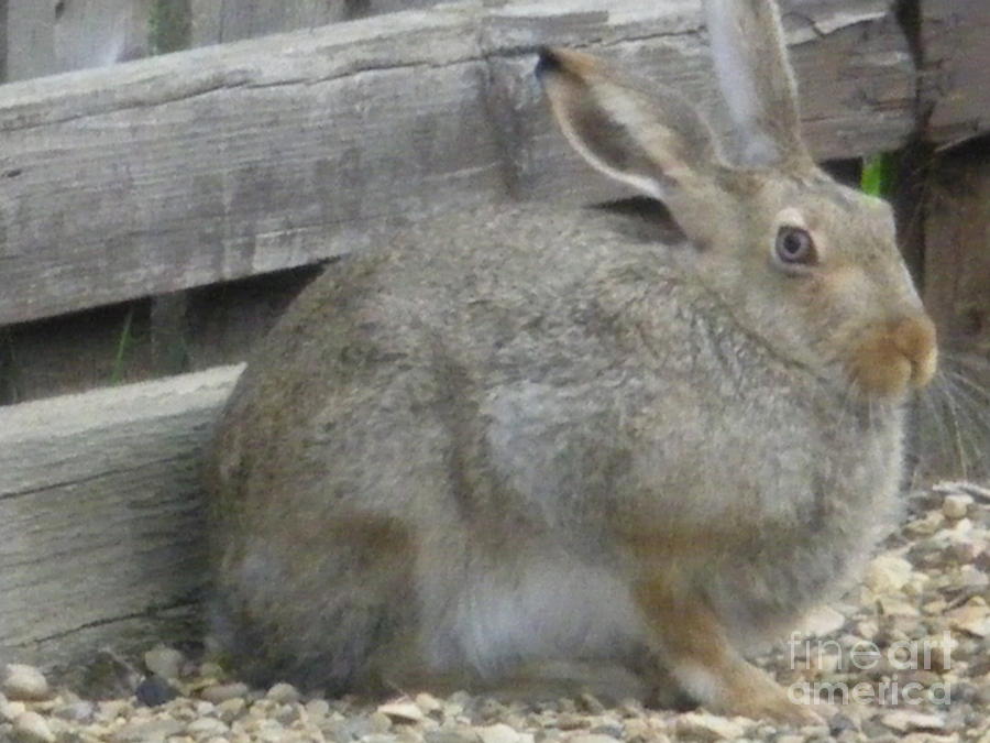 Springtime Rabbit Photograph by Sonya Chalmers