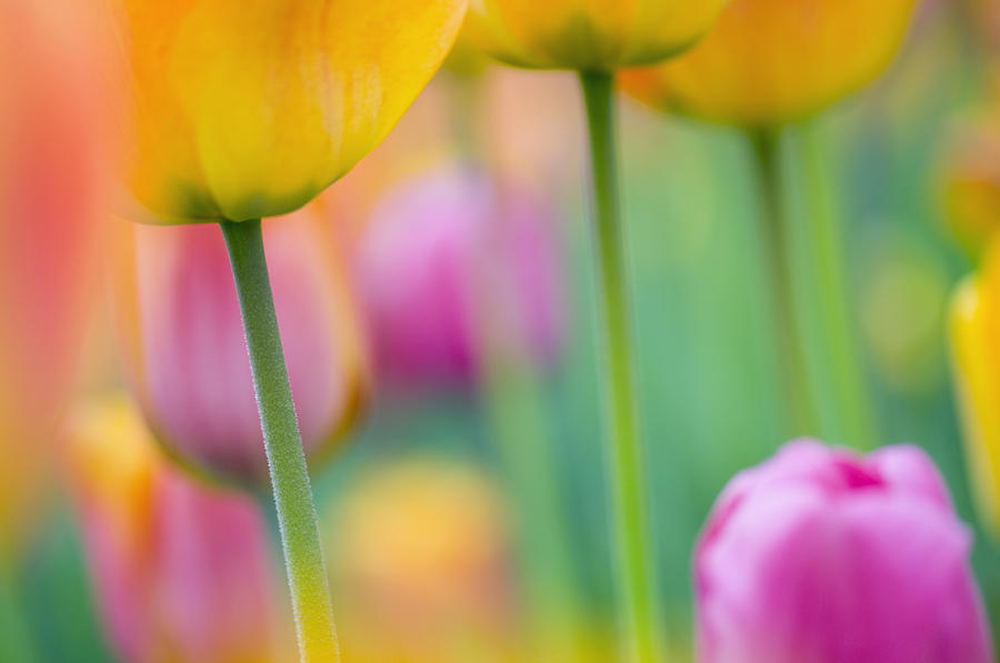 Flower Photograph - Springtime by Silke Magino