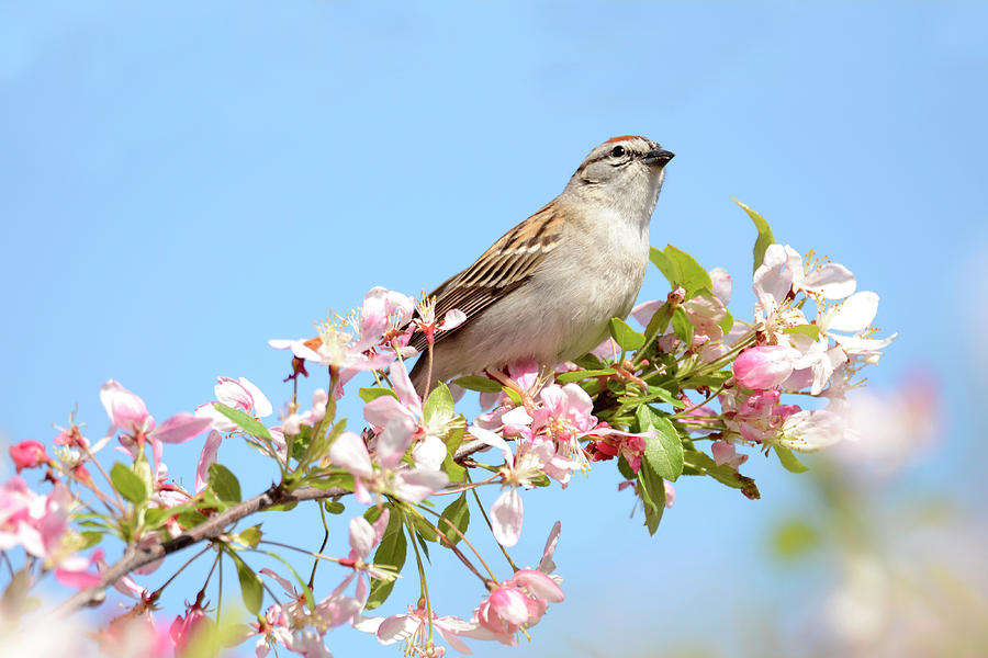 Springtime Sparrow Photograph by Ann Bridges