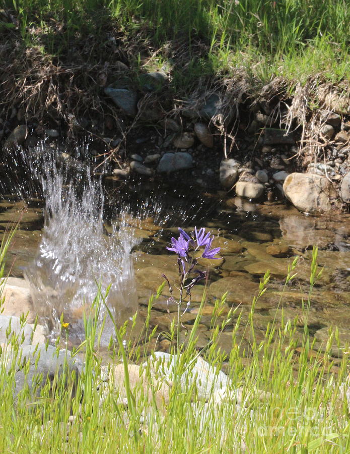 Springtime Splash Photograph by Marie Neder