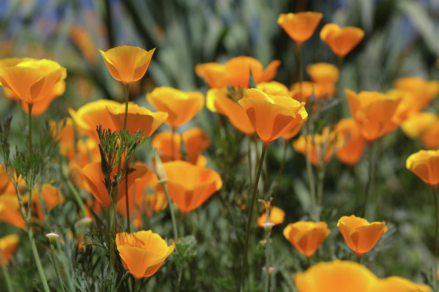 Springtime  Super Bloom in California Photograph by Cliff Wassmann