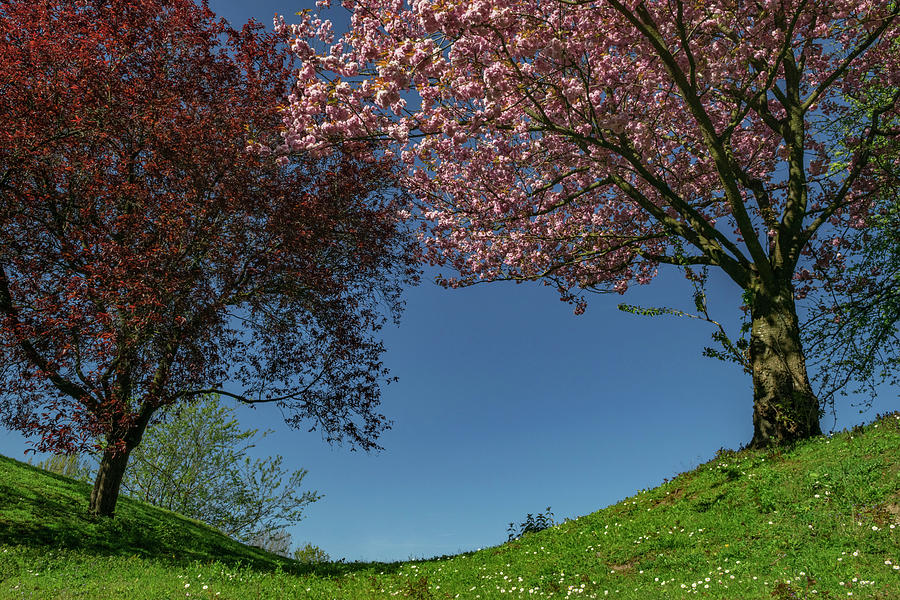 Spring Photograph - Springtime by TouTouke A Y