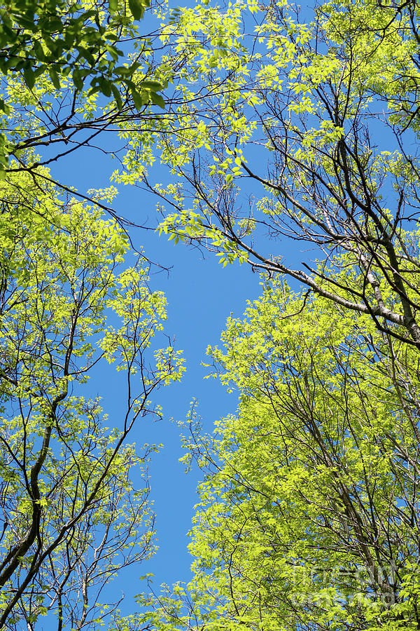 Springtime Treetops Photograph by Ann Horn