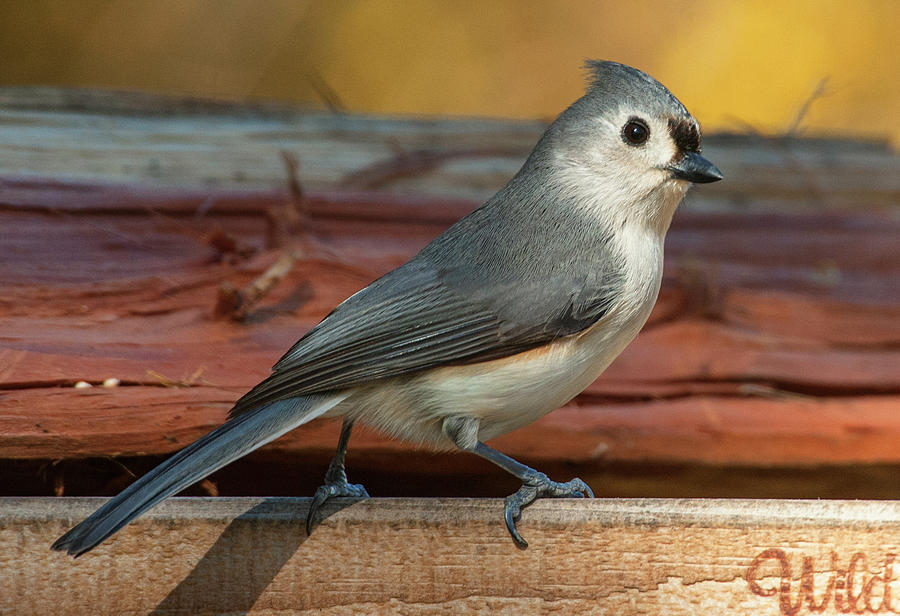 Springtime Tufted Titmouse Photograph by Jim Moore