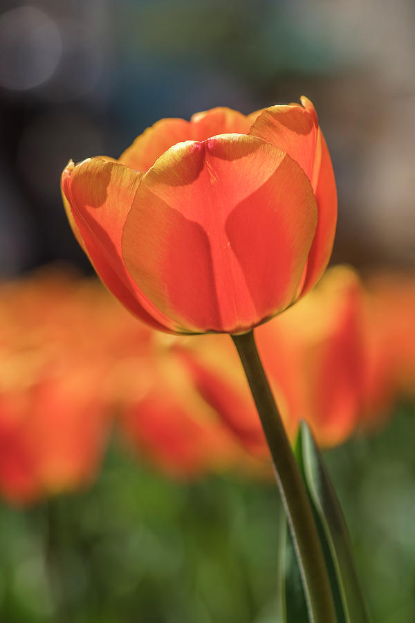 Springtime Tulip Photograph by Alan Bland