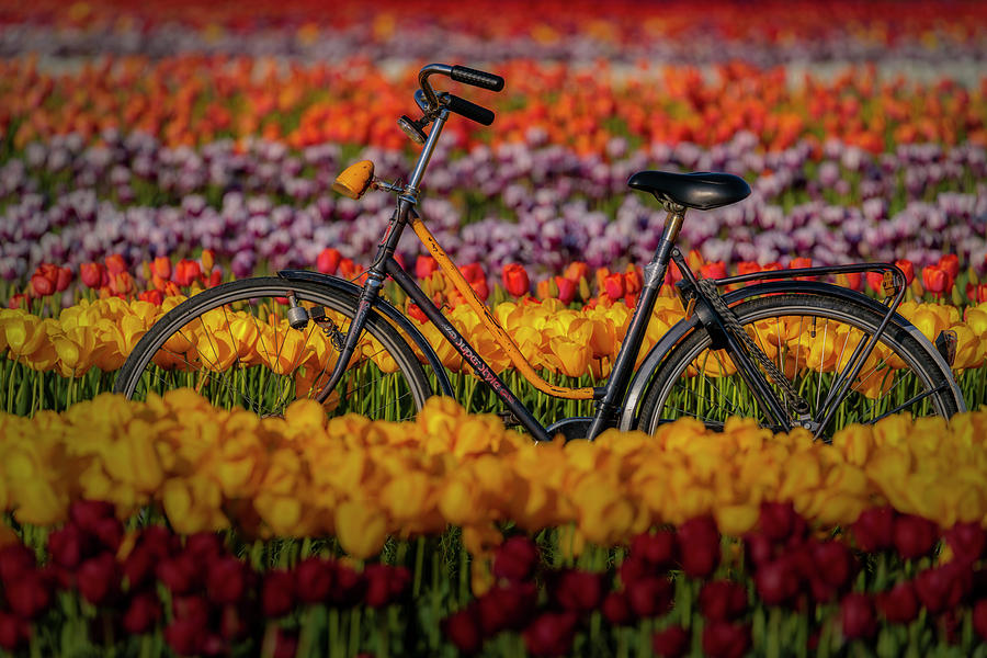 Tulip Photograph - Springtime Tulips and Bike by Susan Candelario