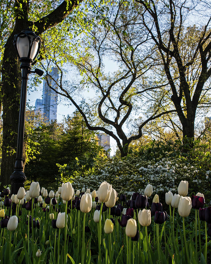 Springtime Tulips in Central Park New York City Photograph by Toby McGuire