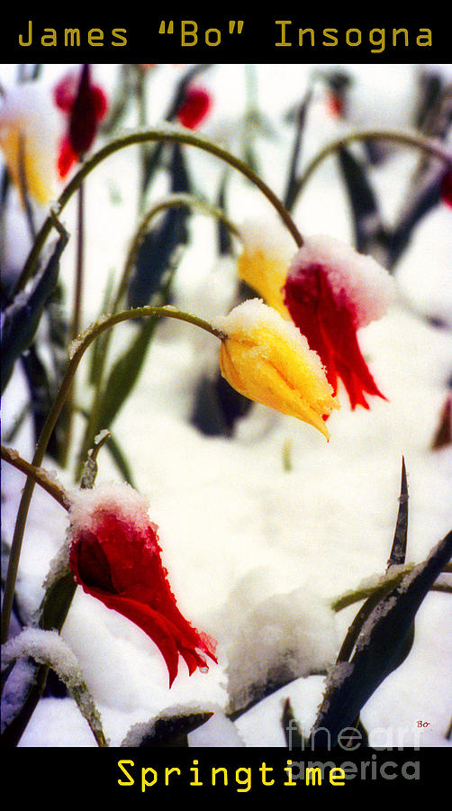 Springtime Tulips in the Snow Poster Print Photograph by James BO Insogna