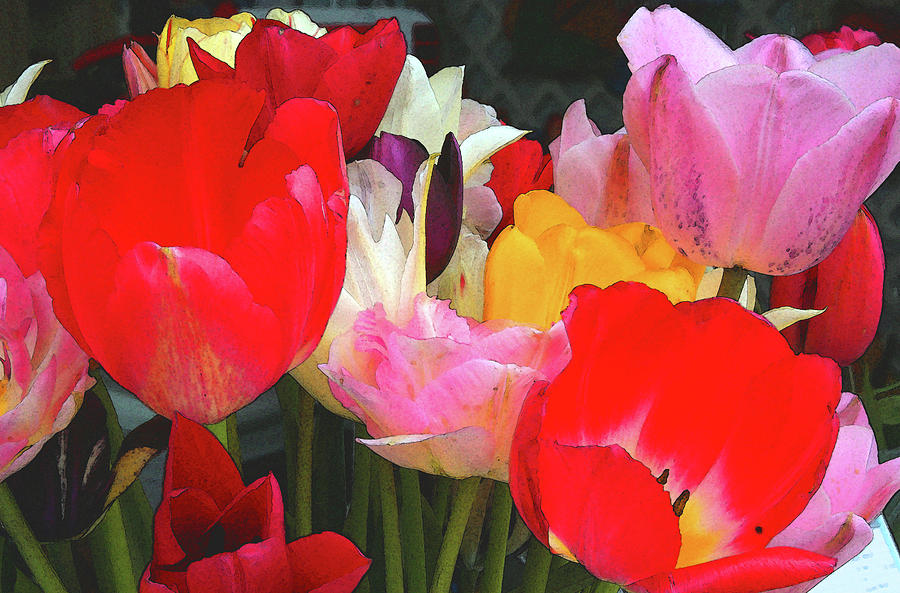 Springtime Tulips Photograph by Margaret Hood
