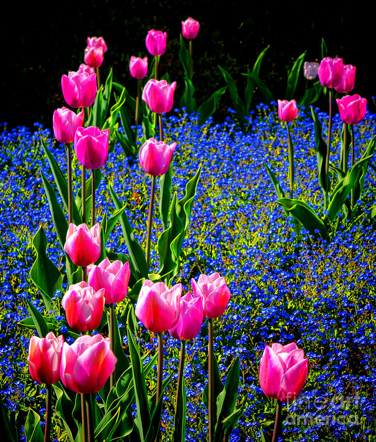 Springtime Tulips Photograph by Olivier Le Queinec