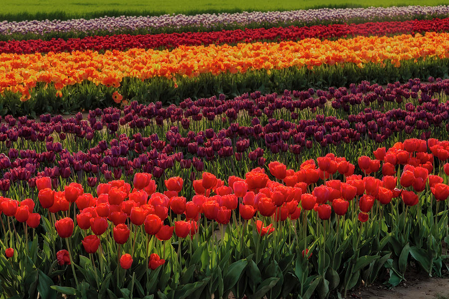 Springtime Tulips Photograph by Susan Candelario