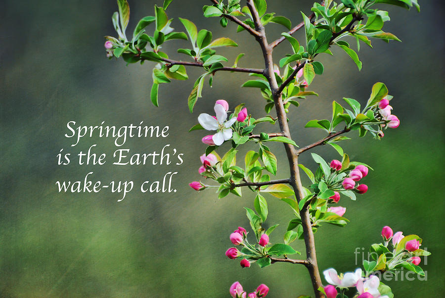 Springtime Wake-Up Photograph by Kerri Farley