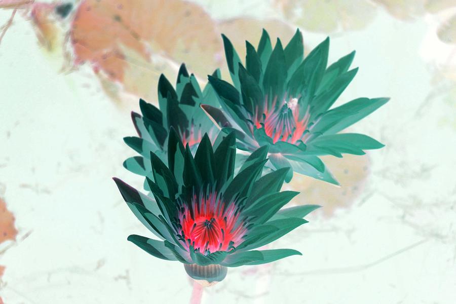 Springtime Water Lilies - Photopower 3212 Photograph