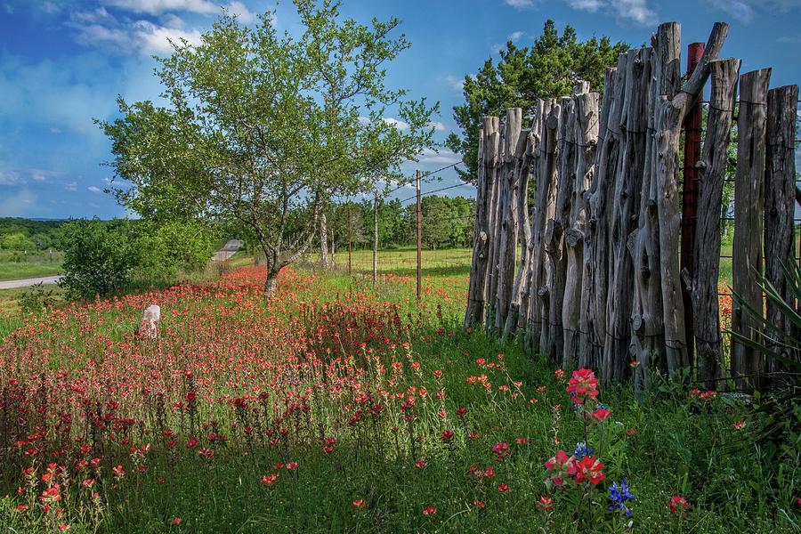 Springtime Wildflower Fence Photograph by Lynn Bauer