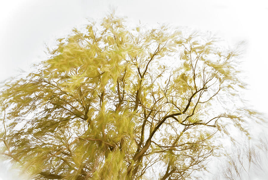 Springtime Willow - Photograph by Julie Weber