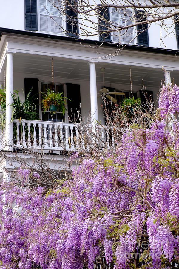 Springtime Wisteria In Bloom Photograph