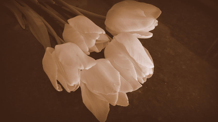  Spring Tulips In Sepia Photograph by Kay Novy