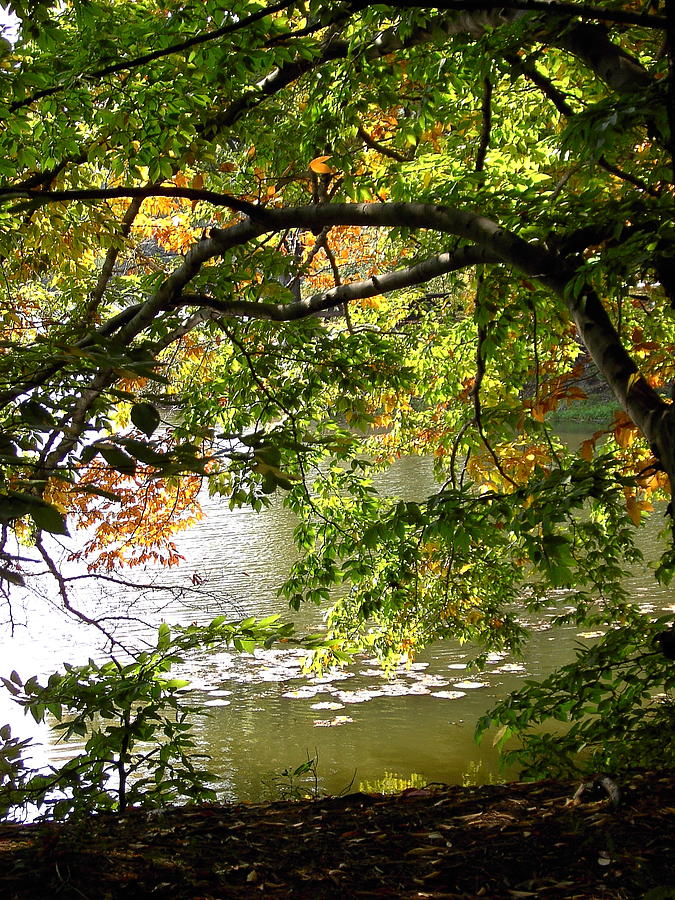 Landscape Photograph - Springwater Afternoon by Alea Morren Landscape Photograph - Springwater Afternoon by Alea Morren