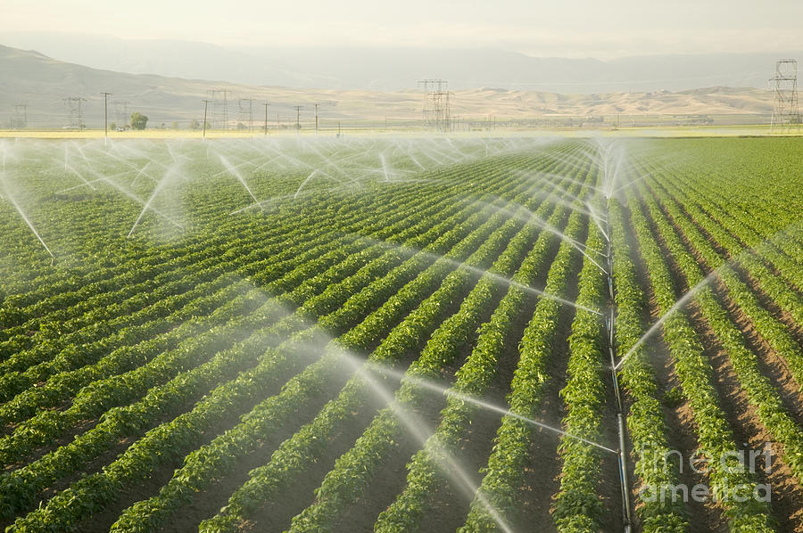 Sprinklers Irrigating A Potato Field Photograph by Inga Spence