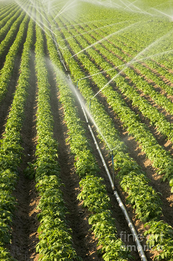 Sprinklers Irrigtating A Potato Field Photograph by Inga Spence