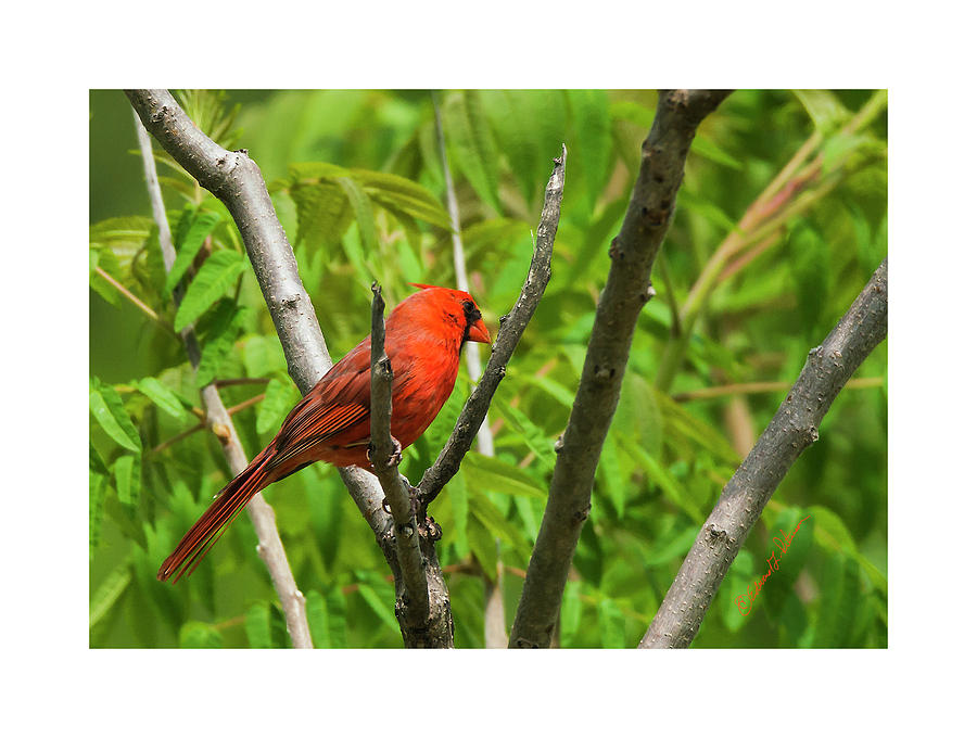 Spring Northern Cardinal 2 Photograph by Ed Peterson