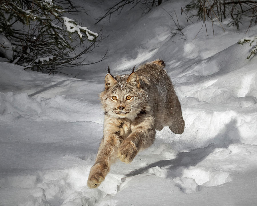 Sprinting Lynx Photograph by Wes and Dotty Weber
