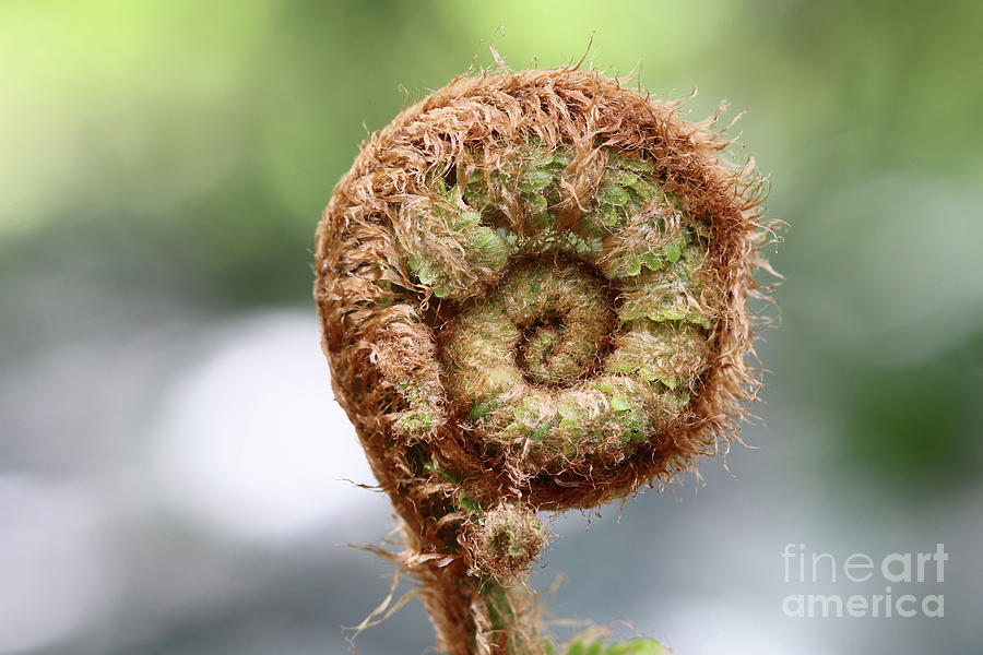 Sprout of ferns Photograph by Michal Boubin