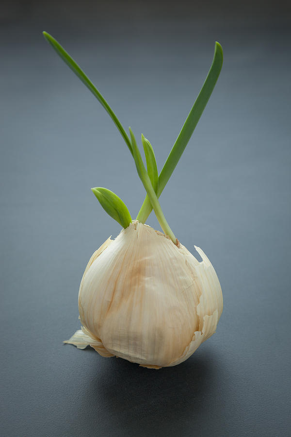 Sprouted Garlic  Photograph by Erin Cadigan