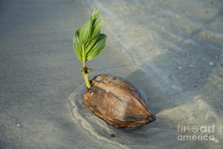 Sprouting Coconut Photograph by Inga Spence - Fine Art America