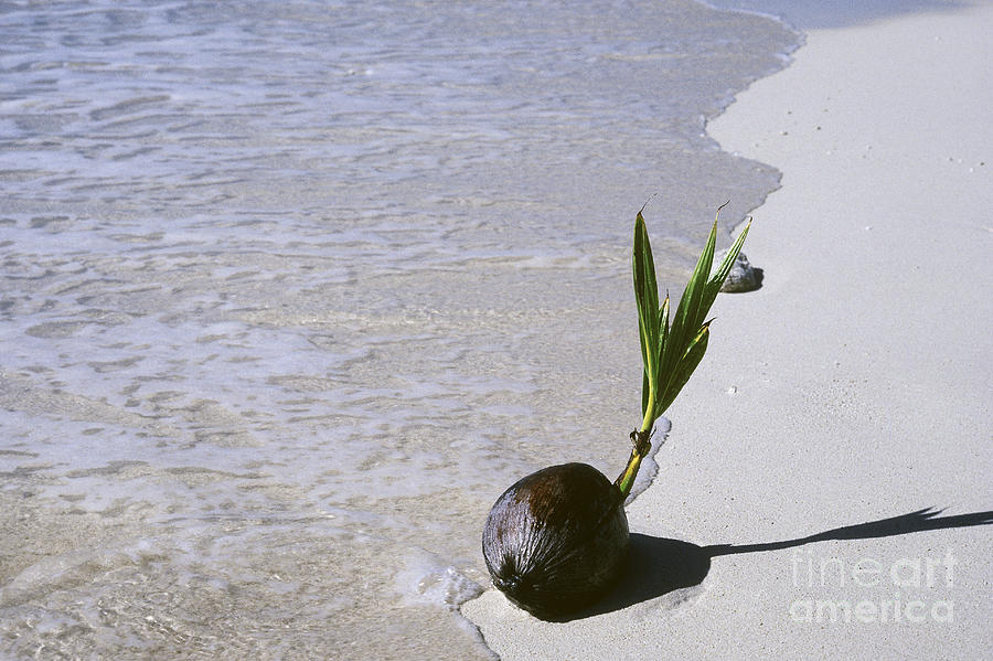 Beach Photograph - Sprouting Coconut by John Kaprielian