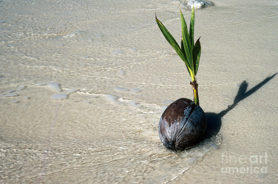Sprouting Coconut On Beach Photograph by John Kaprielian