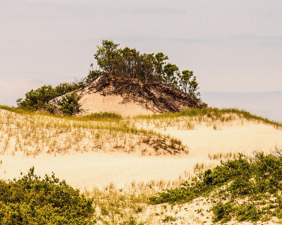 Tree Photograph - Sprouting From The Dunes by Karen Regan