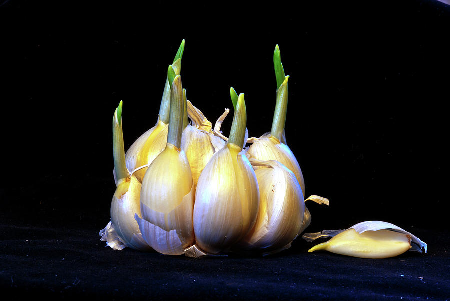 Sprouting Garlic Cloves Photograph by Jarmo Honkanen