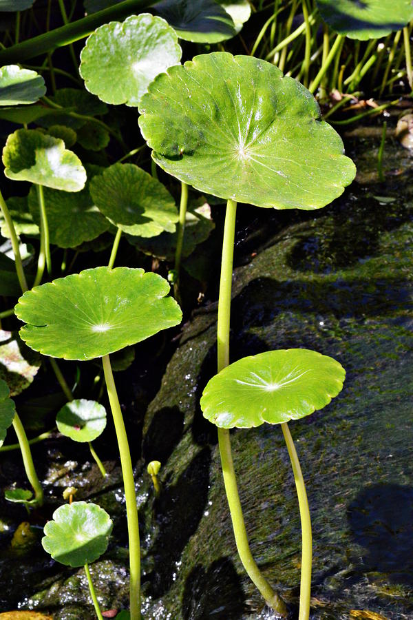 Sprouting Lily Pads Photograph