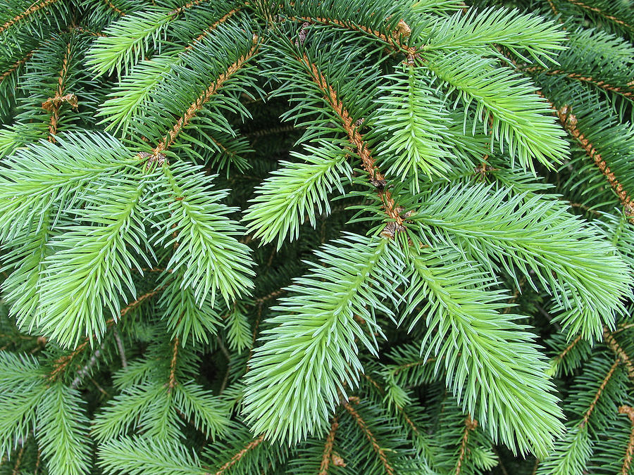 Spruce Bough Photograph by Michael Wheeler - Fine Art America