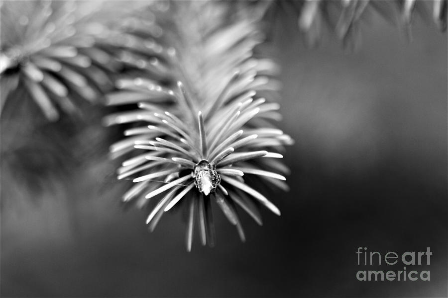 Spruce Bud Photograph by Tracey Lee Cassin