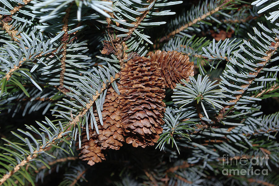 Spruce cones and branches Photograph by R V James | Fine Art America