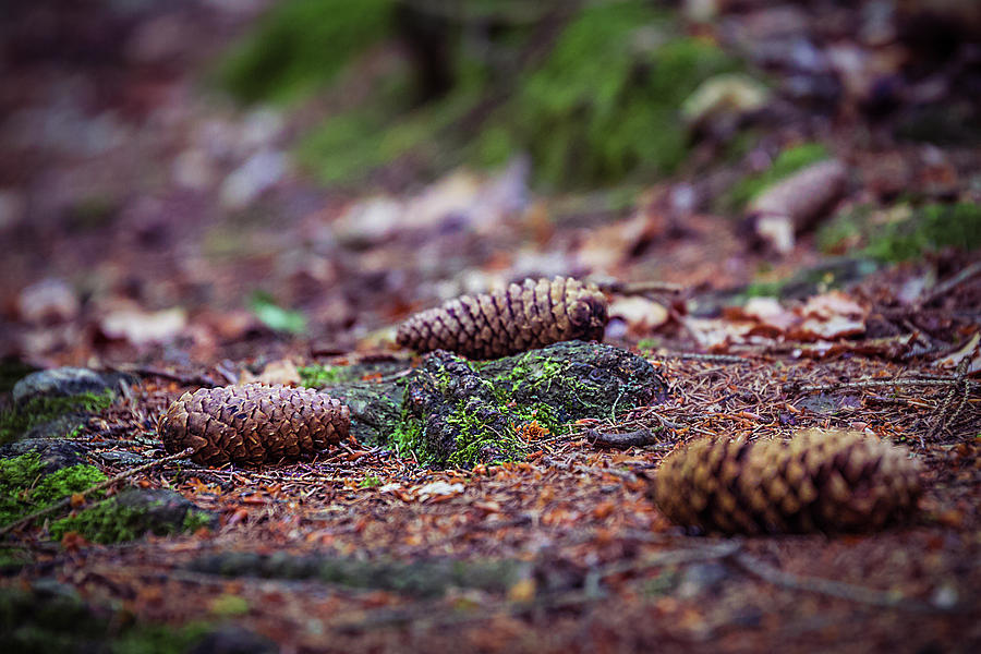 Spruce Cones Photograph by Marc Braner