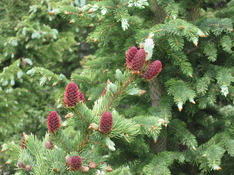 Spruce Cones Photograph by Ron Monsour