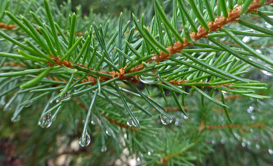Spruce Drops Photograph by Claudia Goodell