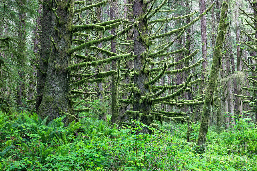 Spruce Forest Photograph by Inga Spence