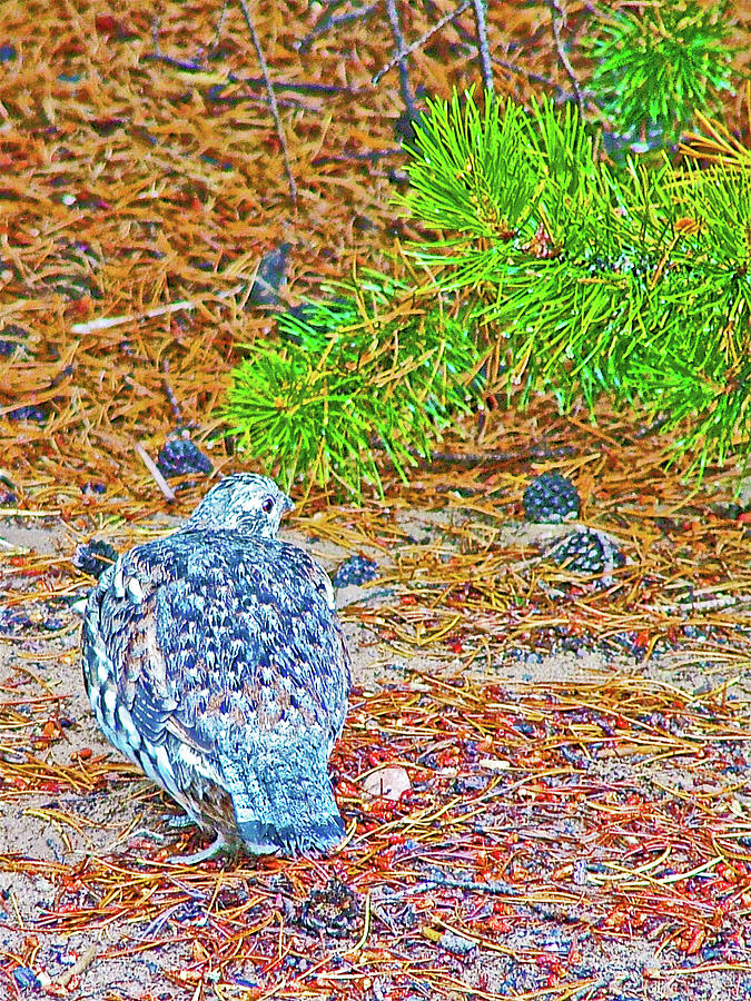 Spruce Grouse in Colter Bay Campground in Grand Tetons National Park, Wyoming  Photograph by Ruth Hager