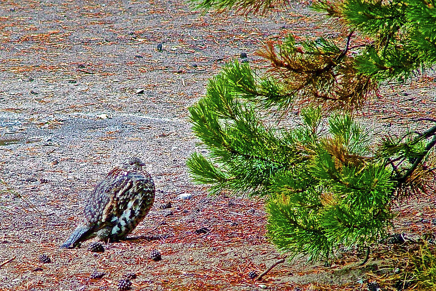 Spruce Grouse in Colter Bay in Grand Tetons National Park, Wyoming Photograph by Ruth Hager