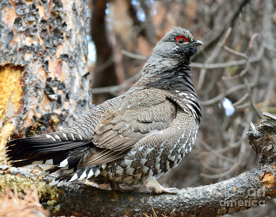 Rooster Photograph - Spruce Grouse Rooster by Brad Christensen