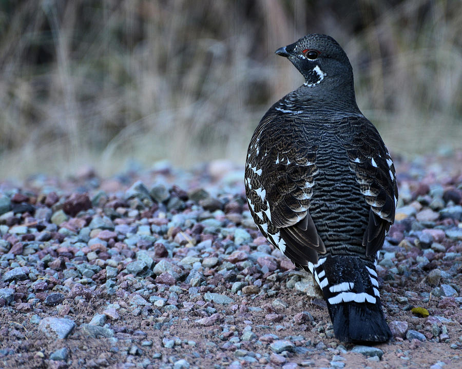 Spruce Grouse Photograph by Whispering Peaks Photography