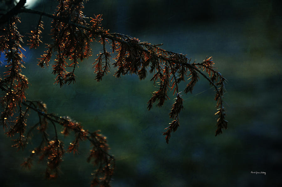 Spruce in Sunset Photograph by Randi Grace Nilsberg