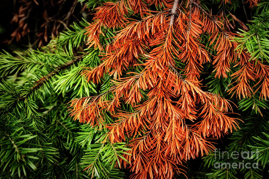 Spruce Needles Photograph
