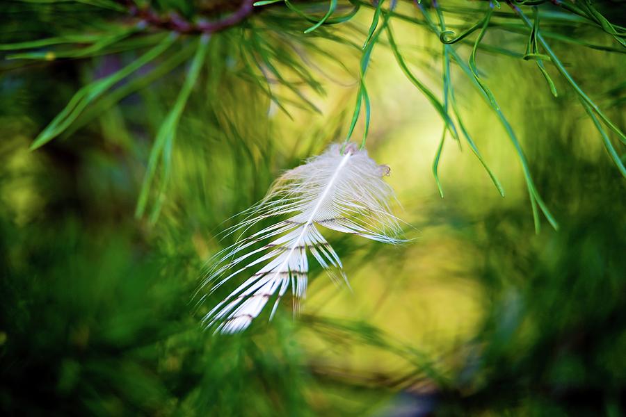 Spruce Pine Branch With Trapped Feather Photograph by Alex Grichenko
