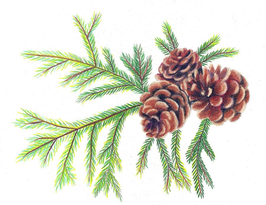 Spruce Pine Drawing by Scarlett Royal Pixels